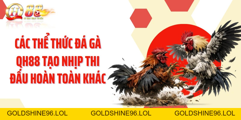 Đá Gà QH88: Theo Dõi Trận Kê Trực Tiếp Với Góc Quay Sắc Nét - GOLDSHINE96
