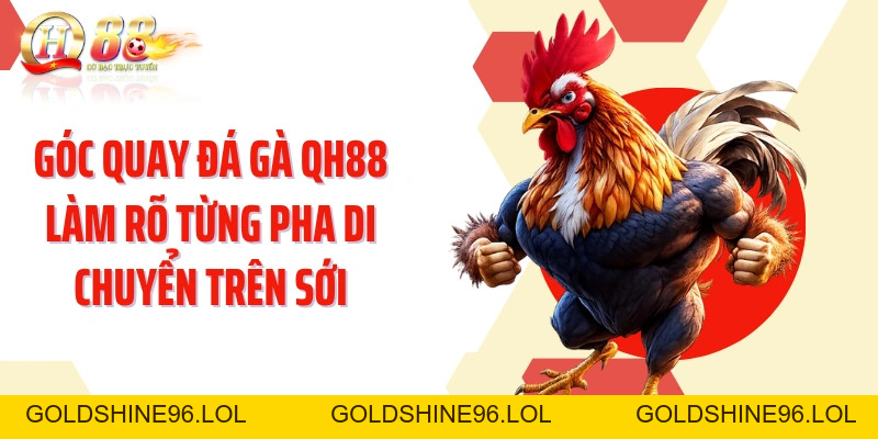 Đá Gà QH88: Theo Dõi Trận Kê Trực Tiếp Với Góc Quay Sắc Nét - GOLDSHINE96
