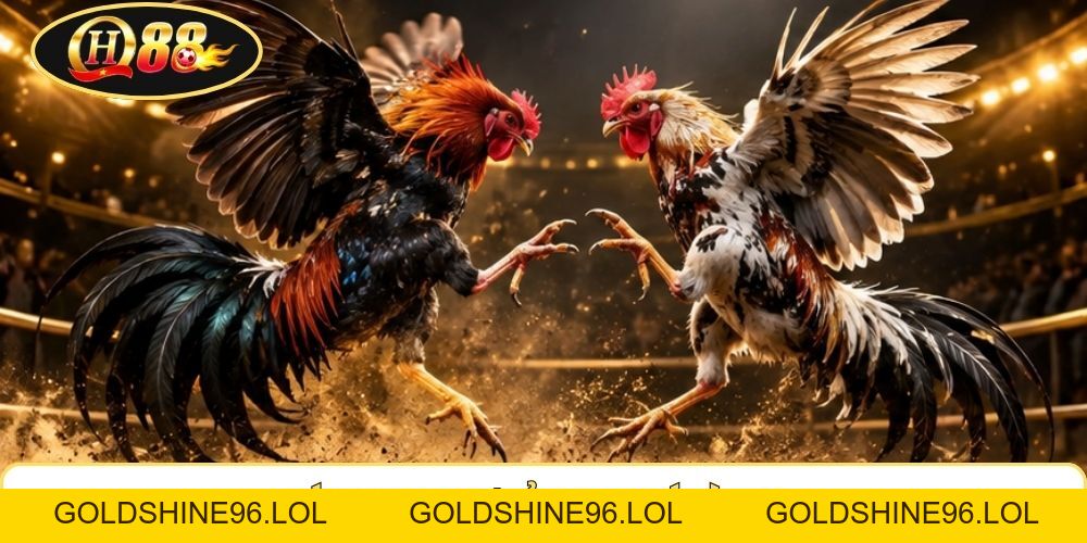 Đá Gà Chọi QH88 | Đọc Thế Qua 6 Đòn - Phân Tích Thể Lực - GOLDSHINE96