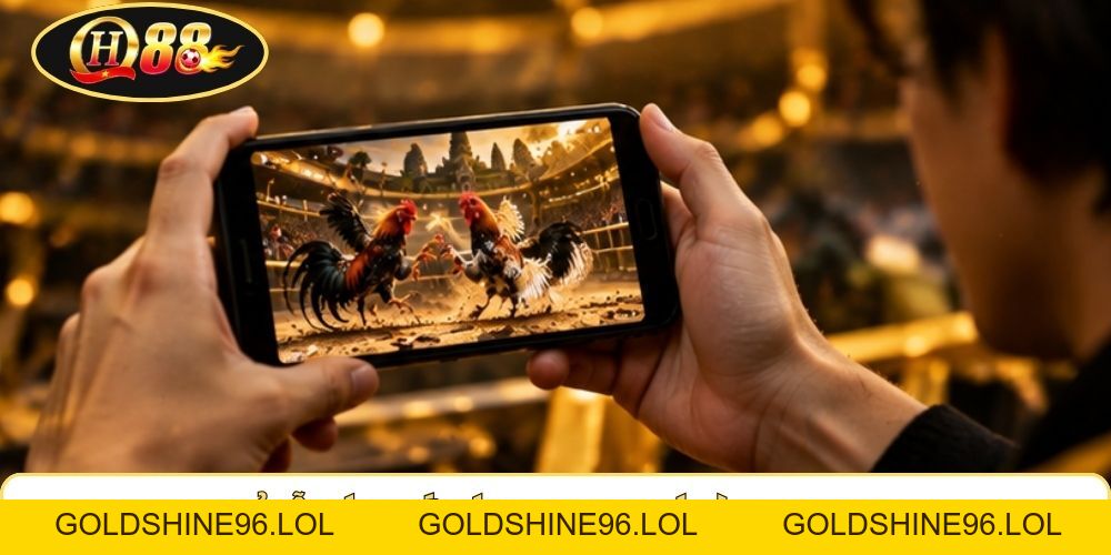 Đá Gà Campuchia | QH88 Kết Nối 5 Đấu Trường Full HD - GOLDSHINE96