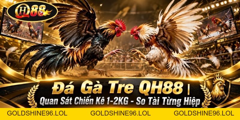 Đá Gà Tre QH88 | Quan Sát Chiến Kê 1-2KG - So Tài Từng Hiệp  - GOLDSHINE96