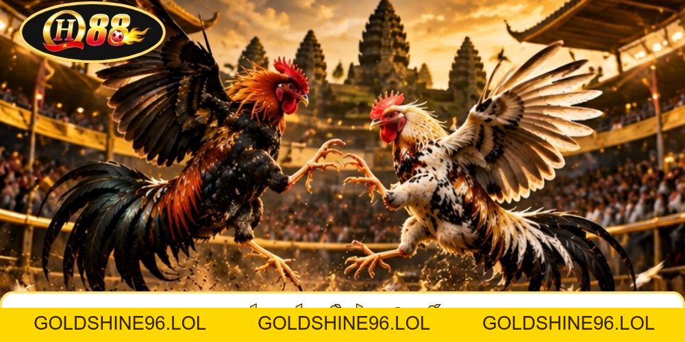 Đá Gà Campuchia | QH88 Kết Nối 5 Đấu Trường Full HD - GOLDSHINE96