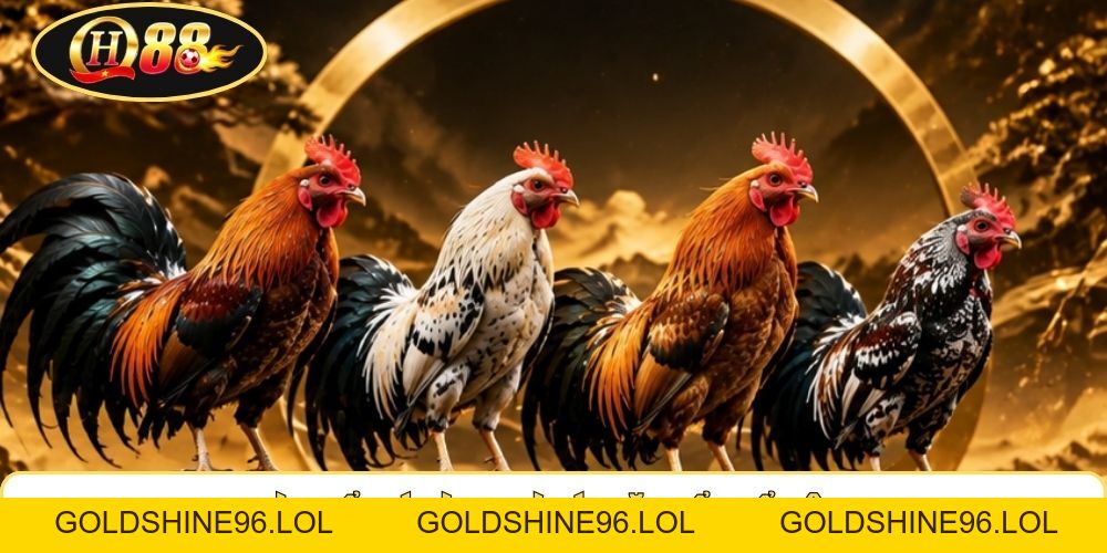 Đá Gà Tre QH88 | Quan Sát Chiến Kê 1-2KG - So Tài Từng Hiệp  - GOLDSHINE96